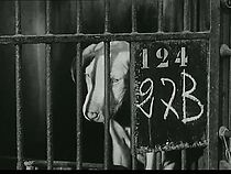 Watch Mon chien (Short 1955)
