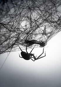 Watch Loom (Short 2010)