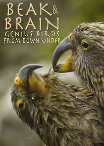 Watch Beak & Brain - Genius Birds from Down Under