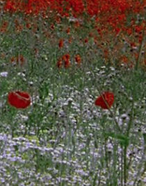 Watch Hic rosa, partition botanique