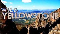 Watch Wild Yellowstone