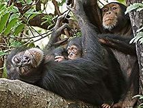 Watch The Changing Ape