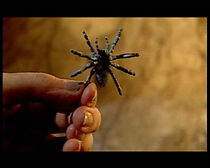 Watch Miedo (Short 2001)