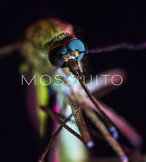 Watch Mosquito