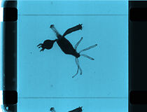 Watch Microscopic Pond Life (Short 1915)