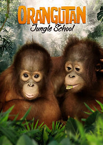 Watch Orangutan Jungle School