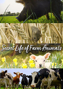 Watch Secret Life of Farm Animals