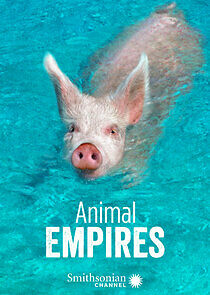 Watch Animal Empires