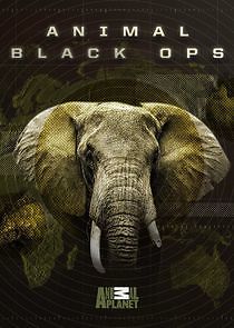 Watch Animal Black Ops