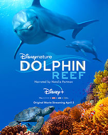 Watch Dolphin Reef