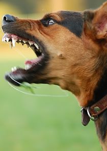 Watch Dangerous Dogs