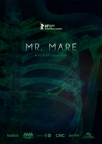 Watch Mr. Mare (Short 2019)