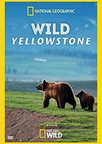 Watch Wild Yellowstone