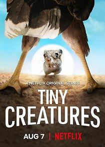 Watch Tiny Creatures