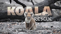 Watch Koala Rescue