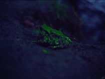 Watch Missão Perséfone (Short 2020)