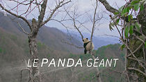 Watch Der Große Panda