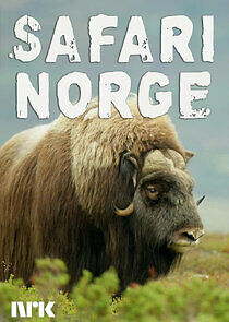 Watch Safari Norge