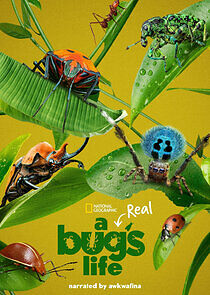 Watch A Real Bug's Life