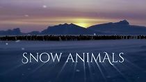 Watch Snow Animals
