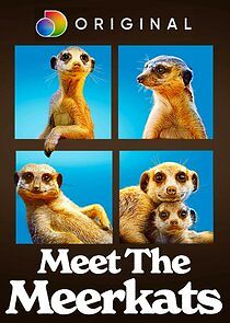 Watch Meet the Meerkats