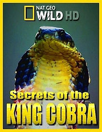 Watch Secrets of the King Cobra