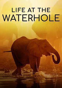 Watch Life at the Waterhole