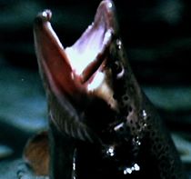 Watch The Water Cycle