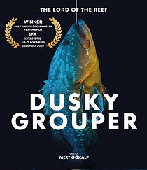 Watch Dusky Grouper 'The Lord of the Reef'