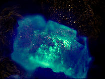 Watch If a Tree Falls in a Forest (Short)