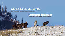 Watch Die Rückkehr der Wölfe: Das Wunder im Yellowstone-Nationalpark