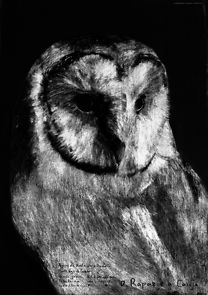 Watch O rapaz e a coruja (Short 2018)