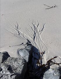 Watch Seedling (Short 2017)