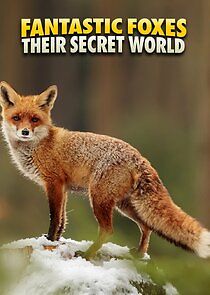 Watch Fantastic Foxes: Their Secret World