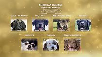 Watch American Humane Hero Dog Awards: 10th Anniversary Celebration (TV Special 2020)