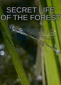 Watch Secret Life of the Forest
