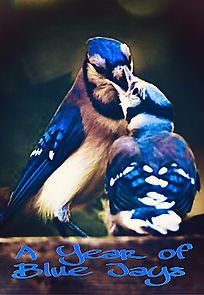 Watch A Year of Blue Jays (Short 2020)
