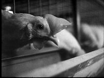 Watch Vi er alle broilere (Short 1972)