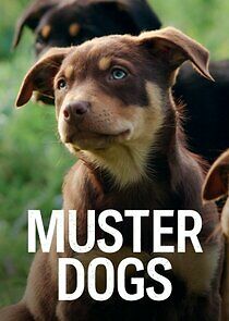 Watch Muster Dogs