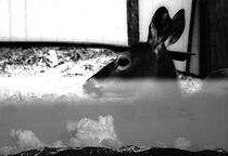 Watch Blua (Short 2017)