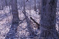 Watch The Lost Cemetery (Short 2014)