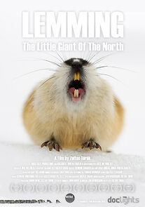 Watch Lemming, the little giant of the North