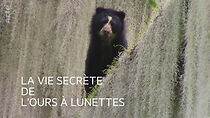 Watch La vie secrète de l'ours à lunettes