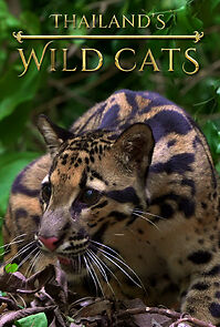 Watch Thailand's Wild Cats (Short 2021)