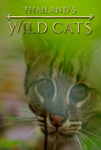 Watch Thailand's Wild Cats