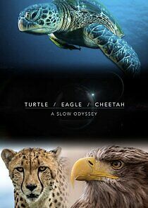 Watch Turtle, Eagle, Cheetah: A Slow Odyssey