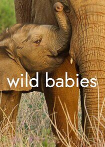 Watch Wild Babies
