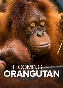 Watch Becoming Orangutan