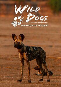 Watch Wild Dogs: Running with the Pack