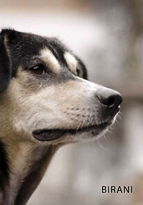 Watch Birani (Short 2022)